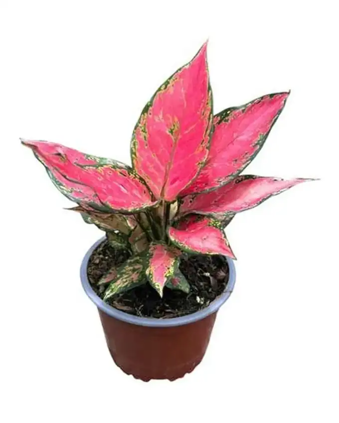 Aglaonema Red Ángel