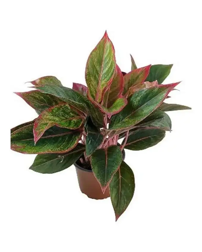 Aglaonema Aurora
