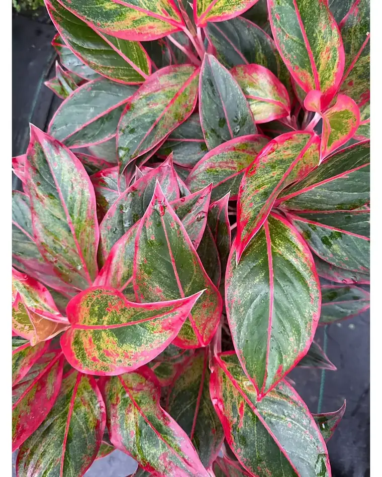 Aglaonema Creta Roja 17 cm