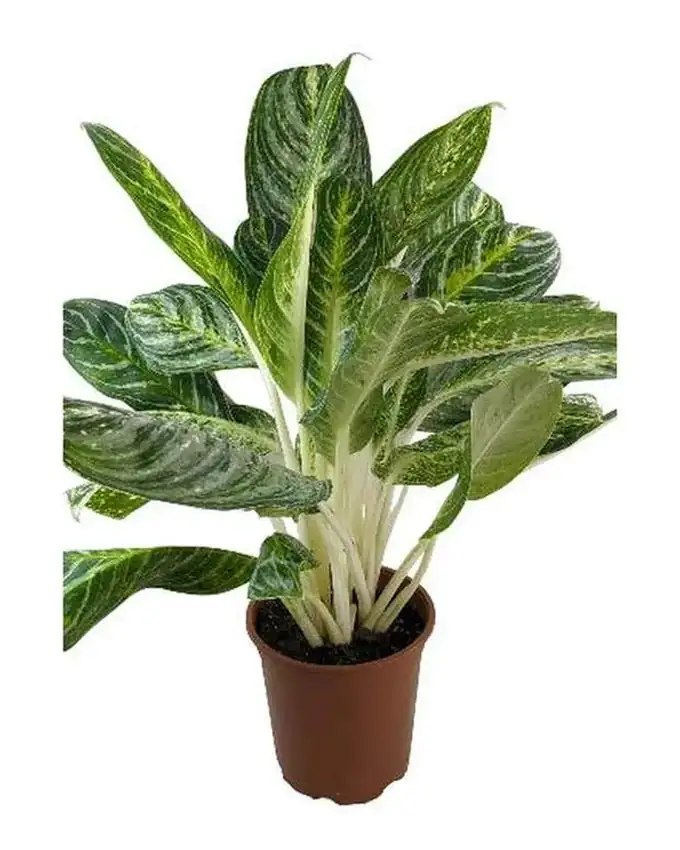 Aglaonema Golden Madona