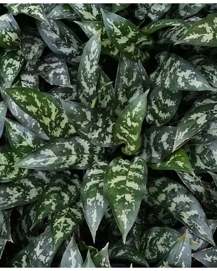 Aglaonema Maria 17 cm