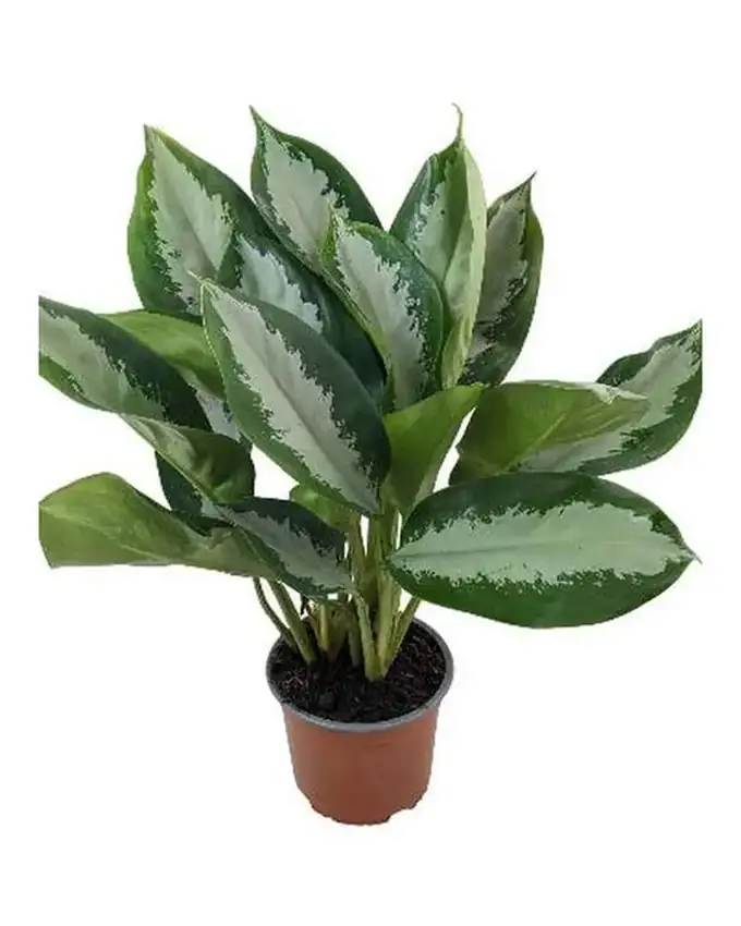 Aglaonema Moon Bay