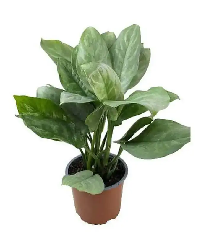 Aglaonema Plateada