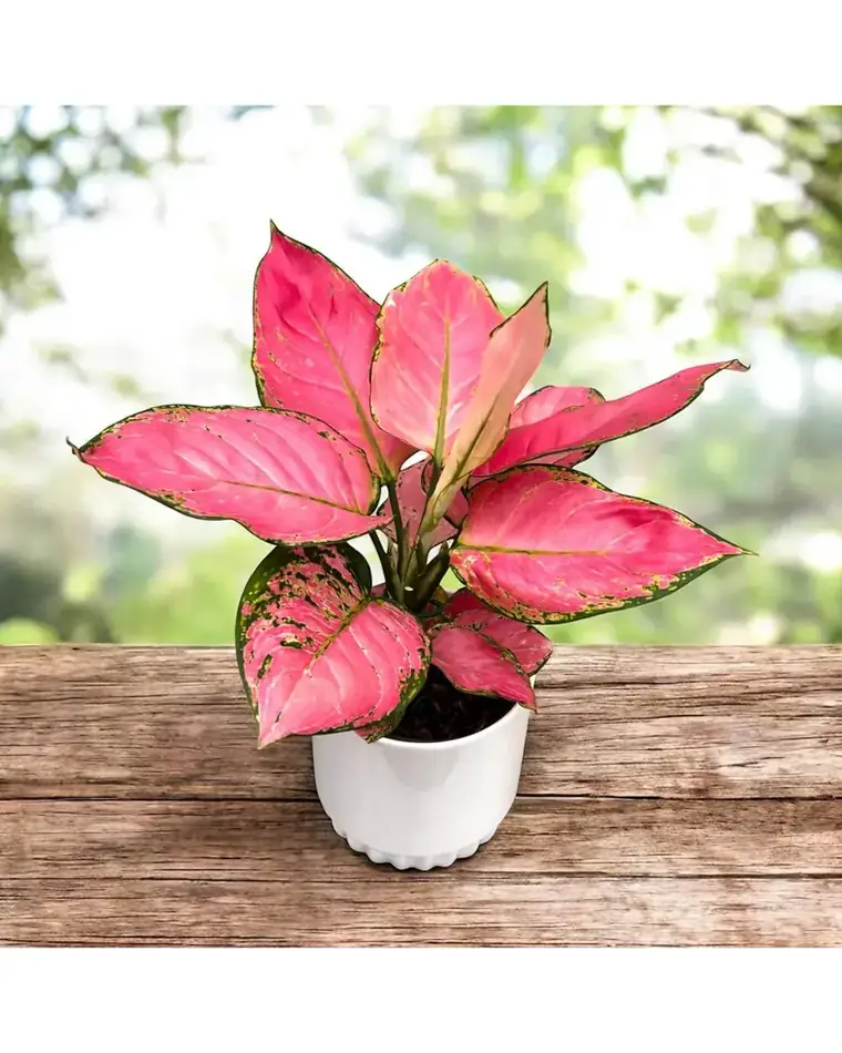 Aglaonema Rosy Red 15 cm