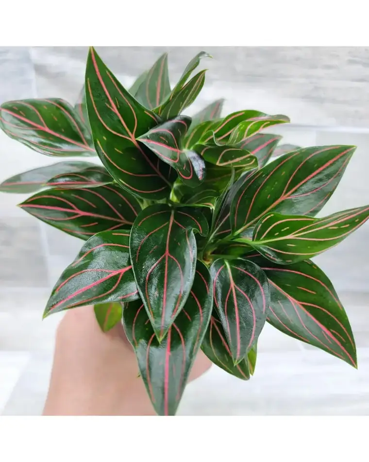 Aglaonema Rotundum Tiger 17 cm