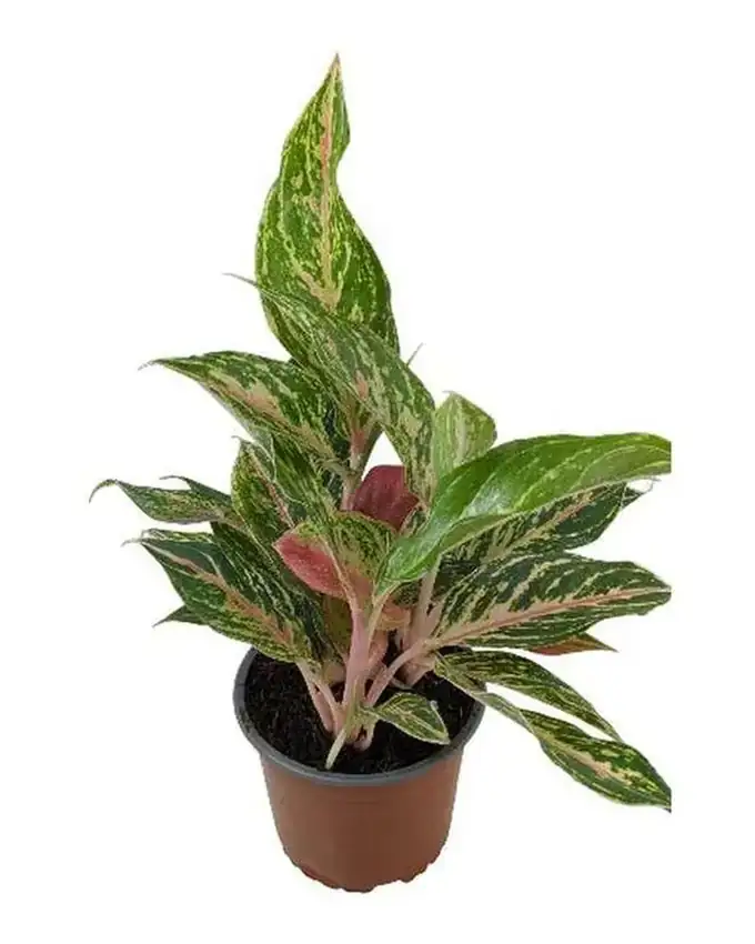 Aglaonema Sara