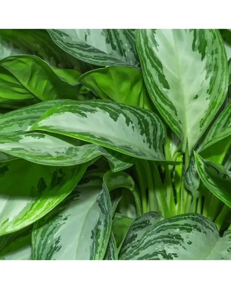 Aglaonema Silver Bay 17 cm