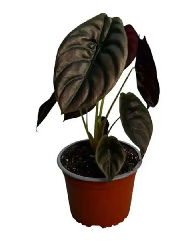 Alocasia Cuprea