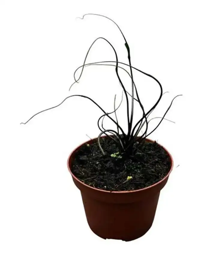 Alocasia Flying Squid