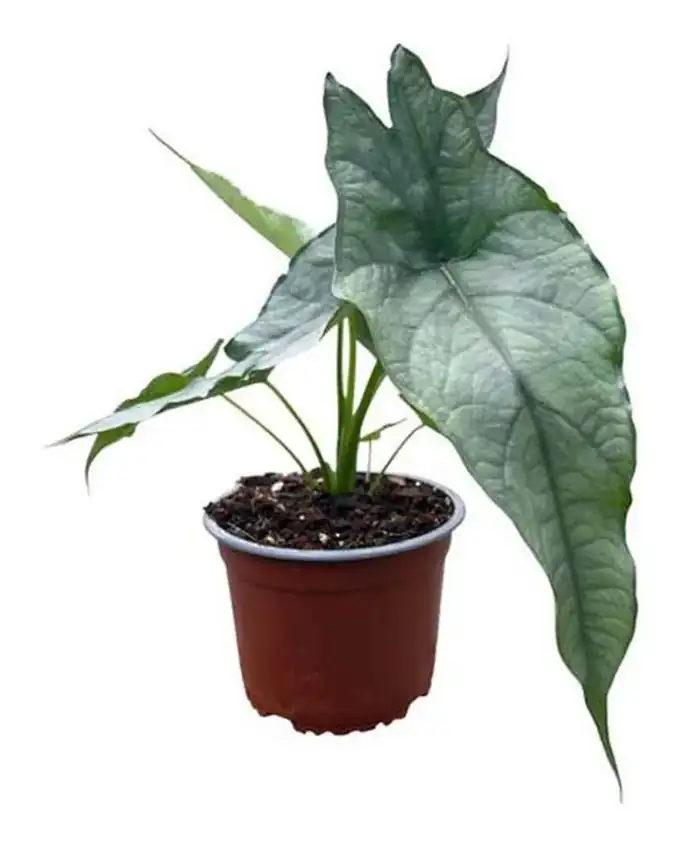 Alocasia Heterophylla