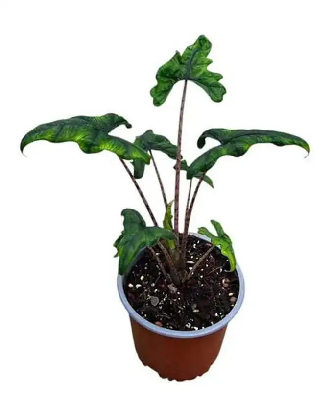 Alocasia Jacklyn