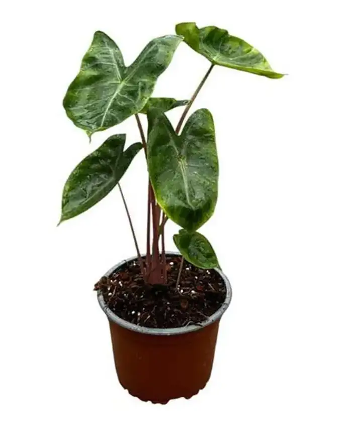 Alocasia Pink Dragón