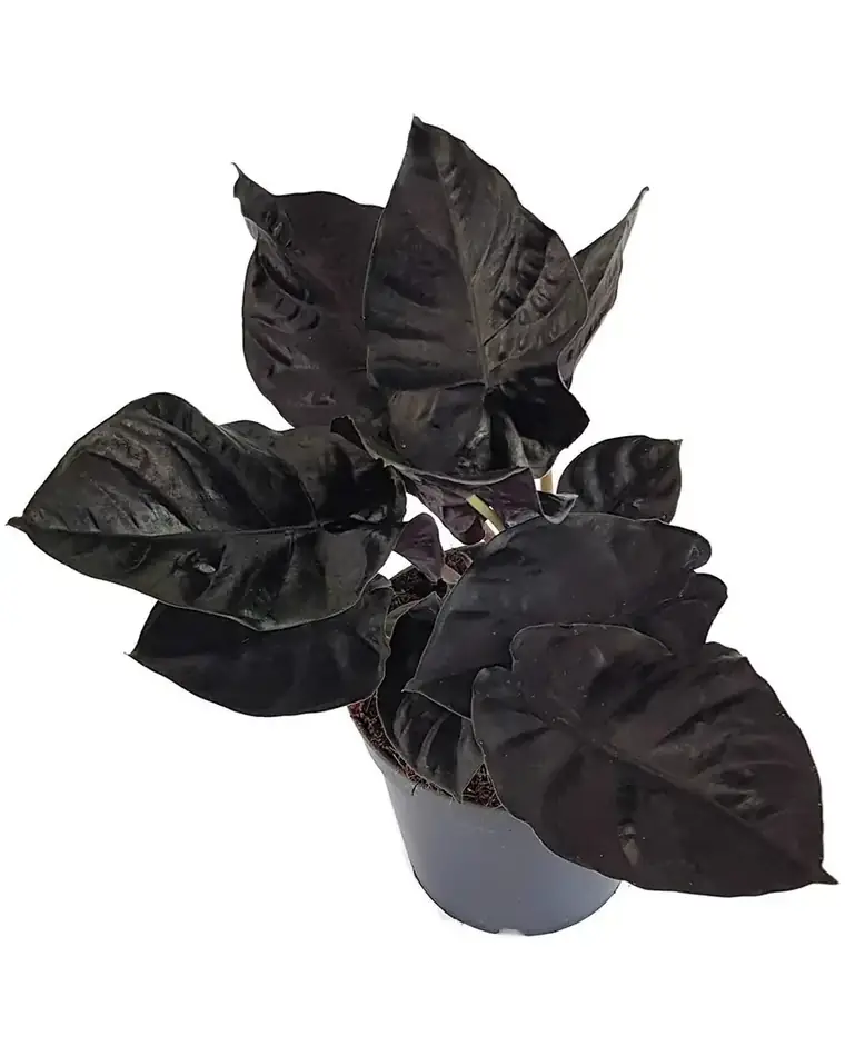Alocasia Infernalis