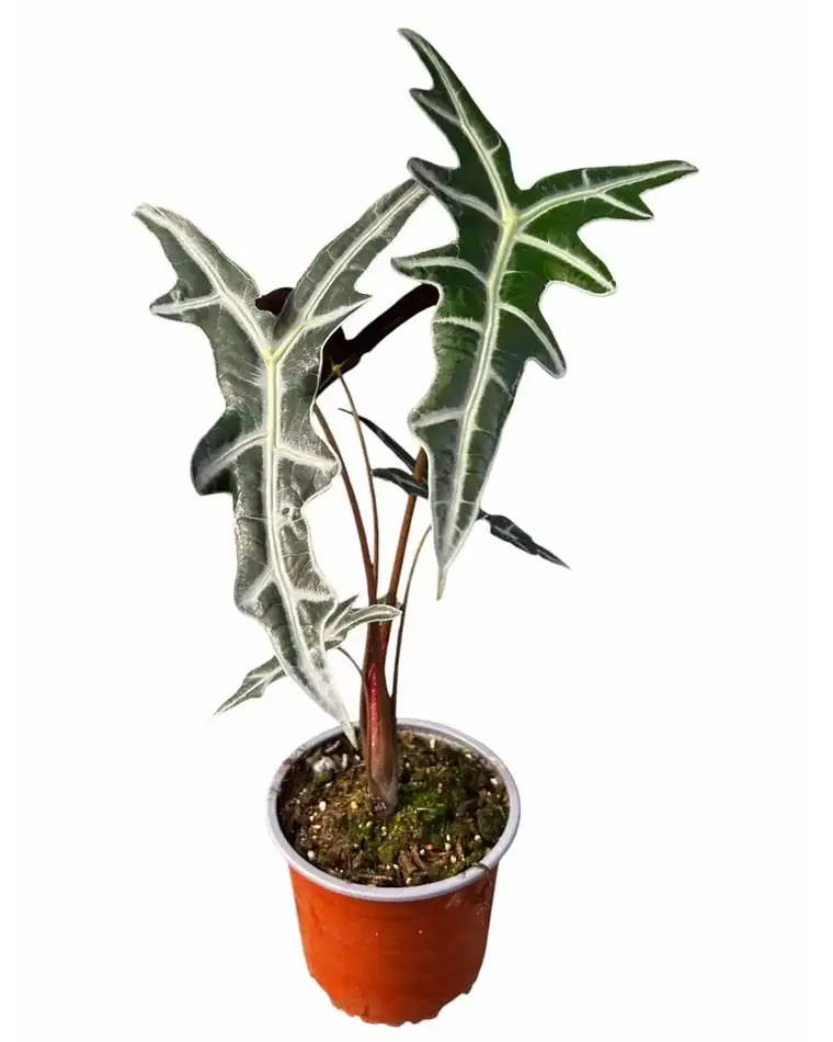 Alocasia