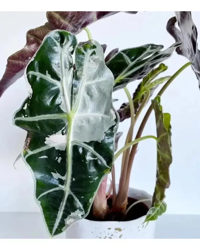 Alocasia Polly Variegata