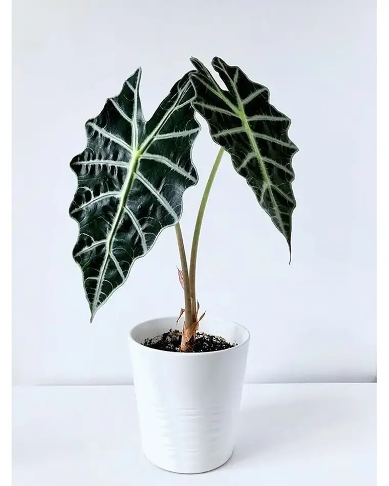 Alocasia Sanderiana