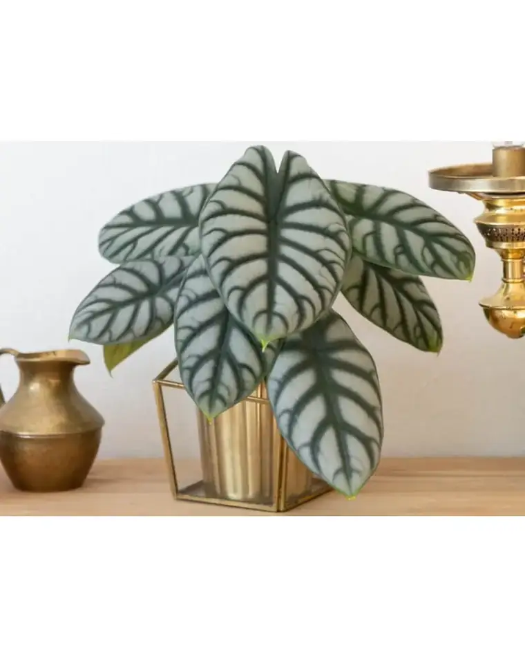 Alocasia Silver Dragón 15 cm