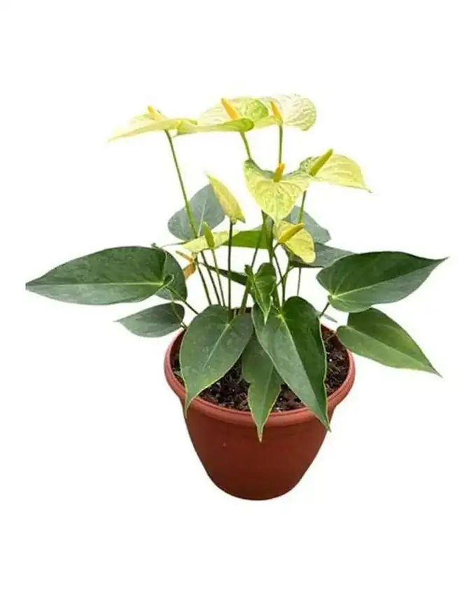 Anthurio Amarillo
