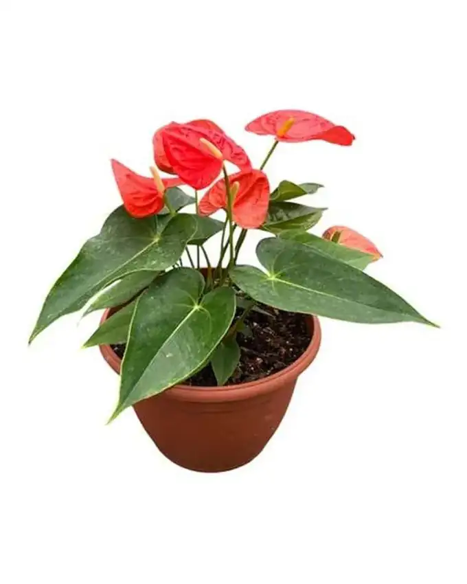 Anthurio Naranja