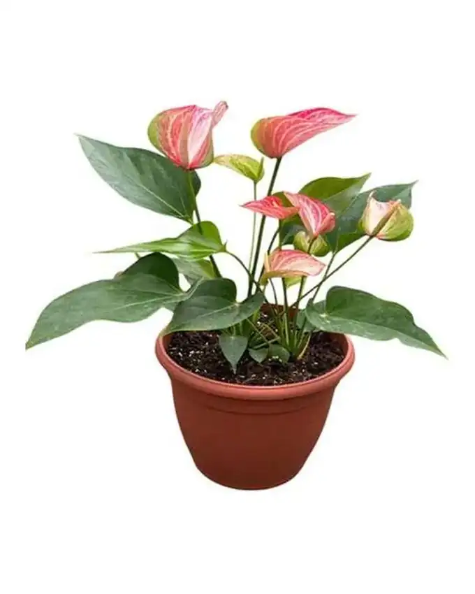 Anthurio Rayado