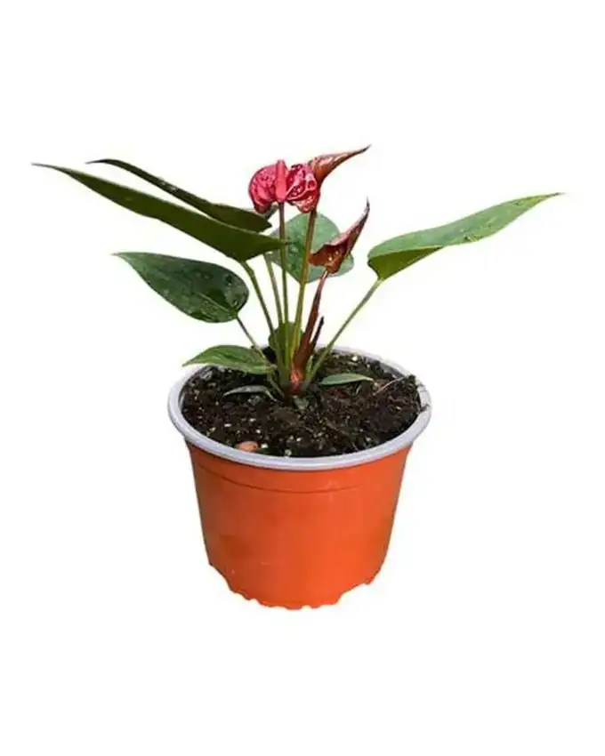 Anthurio Burgundy