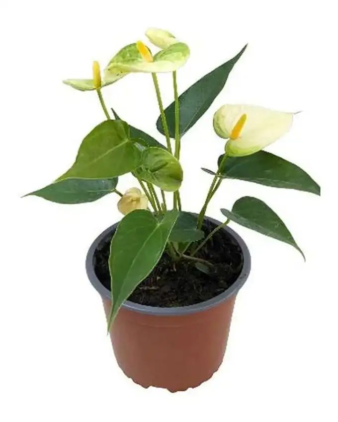 Anthurio Hollanda Amarillo