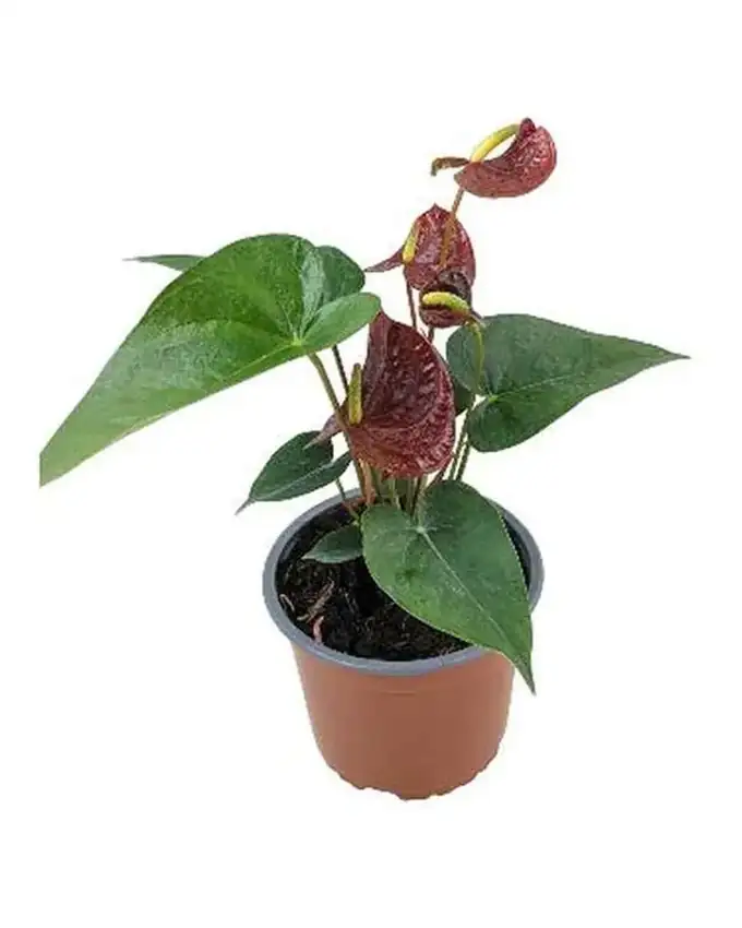 Anthurio Hollanda Café