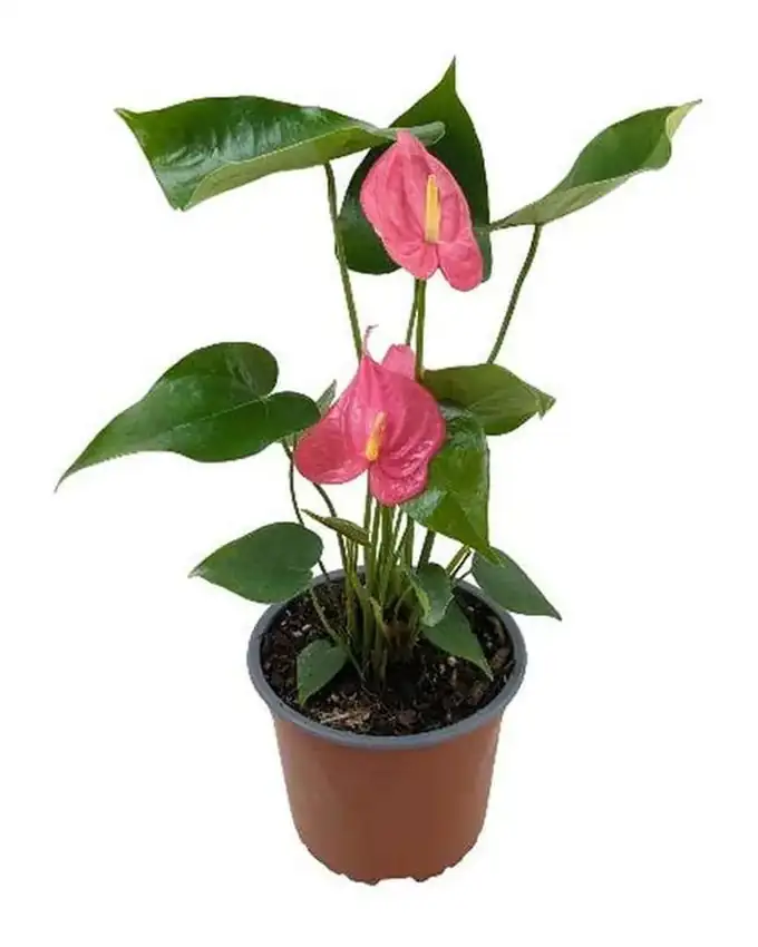 Anthurio Hollanda Rosado