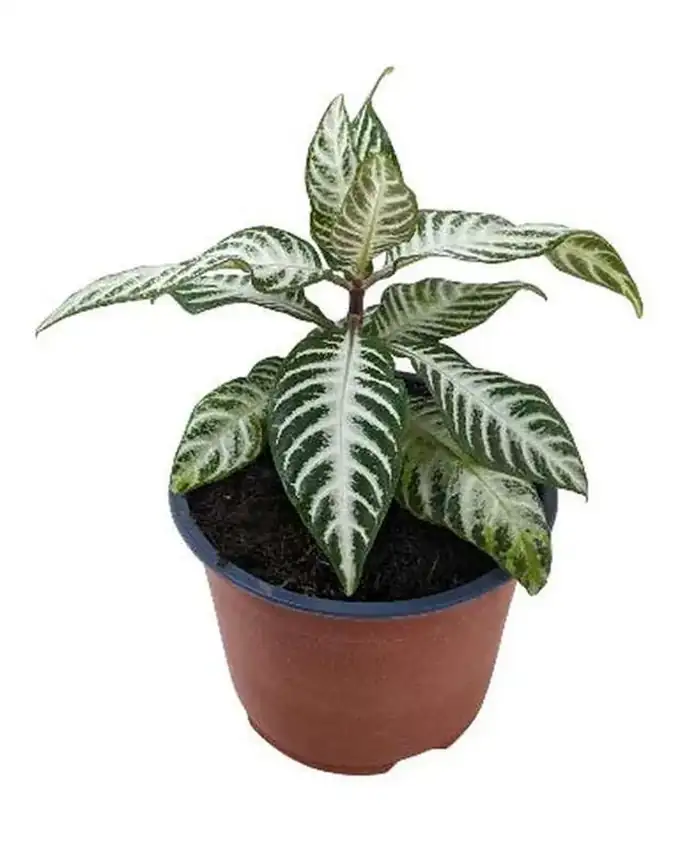 Aphelandra