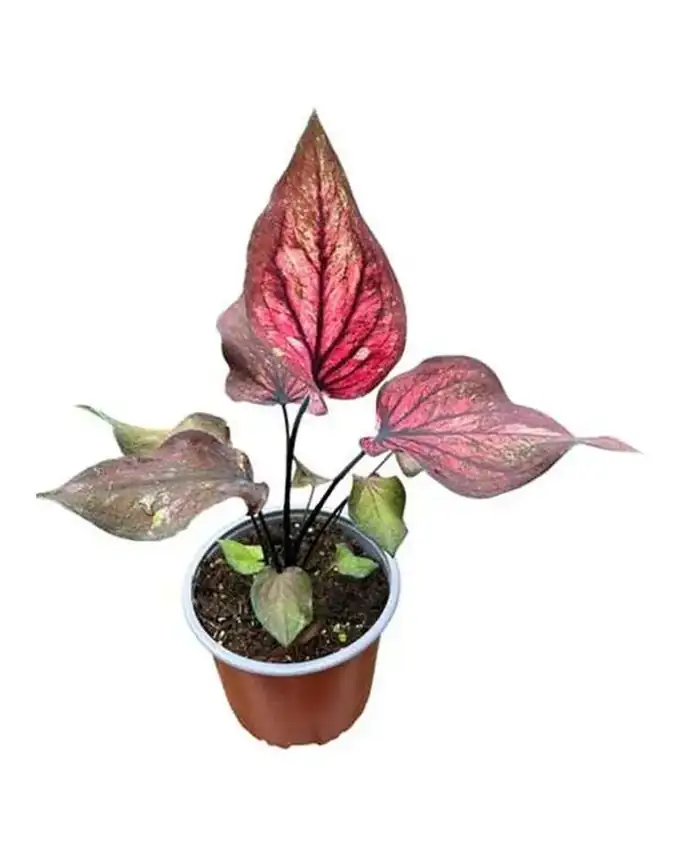 Caladium Butterfly Black
