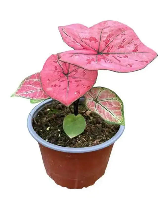 Caladium Calidium Makeup