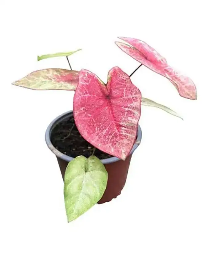 Caladium Calidium Peach Juice