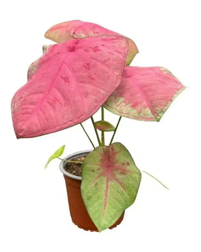 Caladium Calidium Sexy Pink