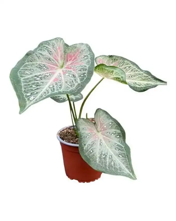 Caladium Calidium Ss