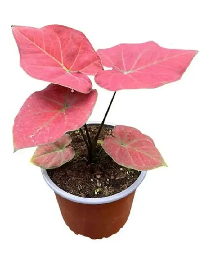 Caladium Calidium Sunsh