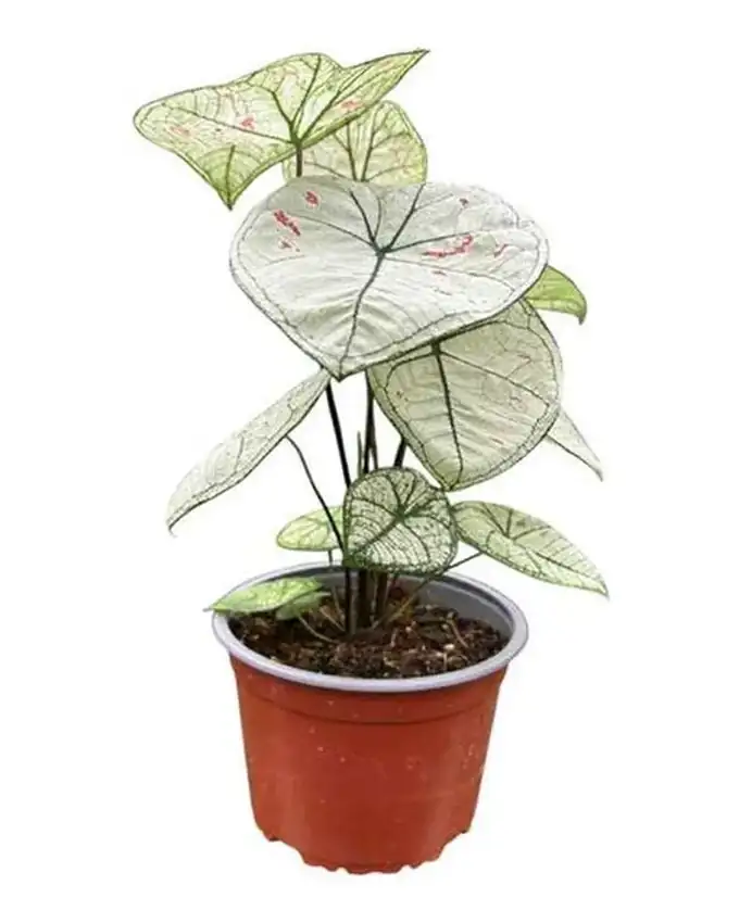 Caladium Calidium White Heart