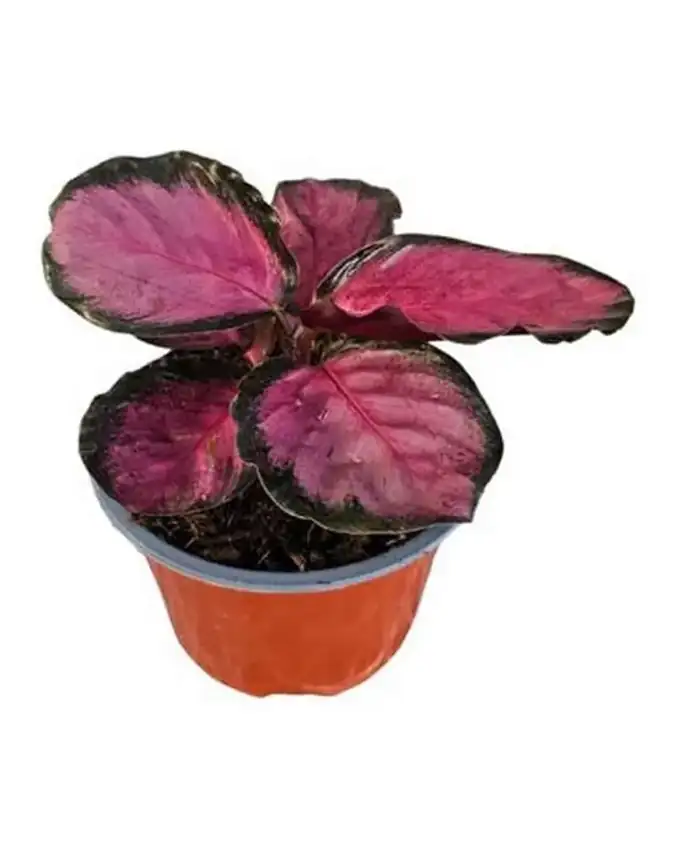 Calathea Crimson