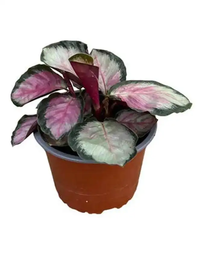 Calathea Crimson Luna
