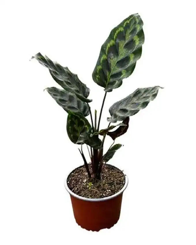 Calathea Medallón