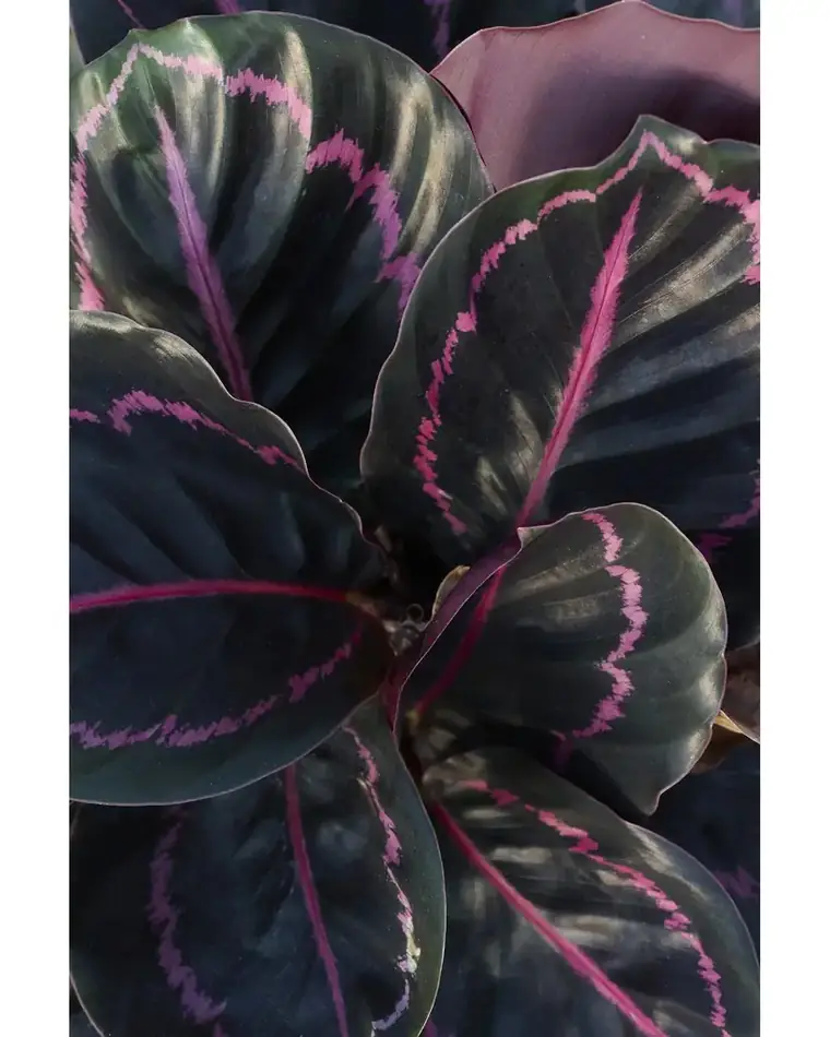 Calathea Dottie 15cm