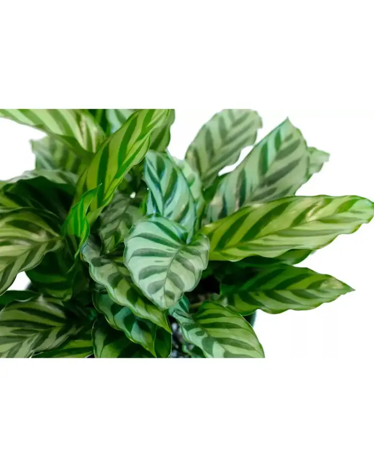 Calathea Freddie 15 cm
