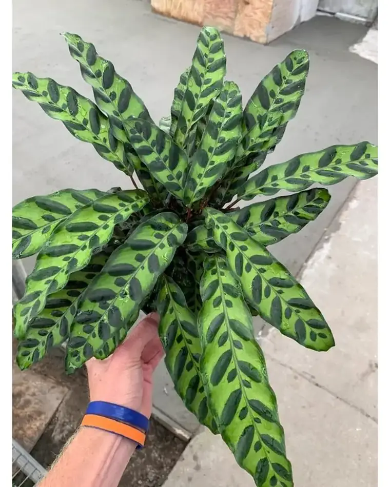 Calathea Lancifolia 15 cm