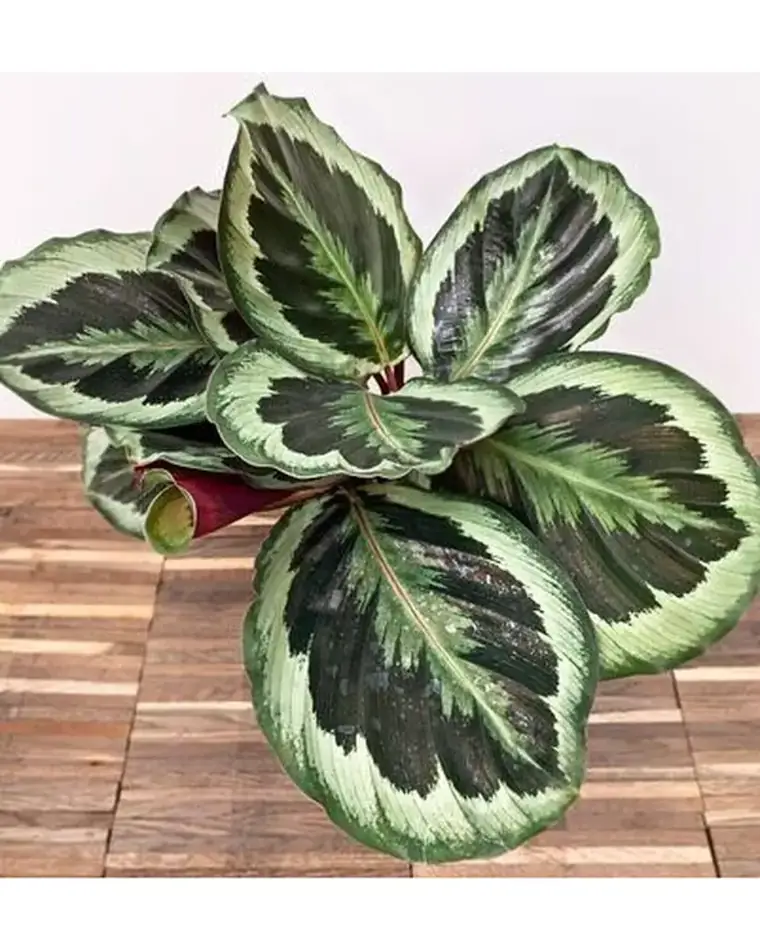 Calathea Marion 21 cm