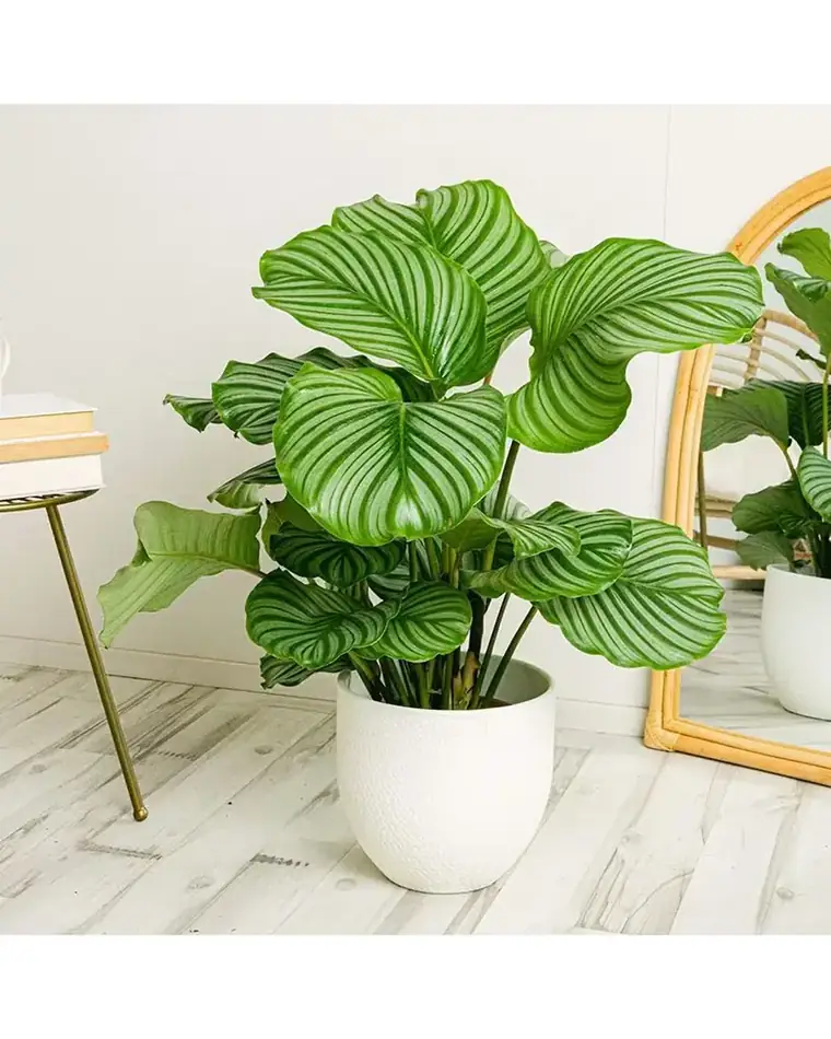 Calathea