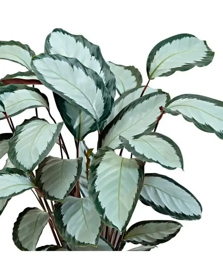 Calathea Picturata 12 cm