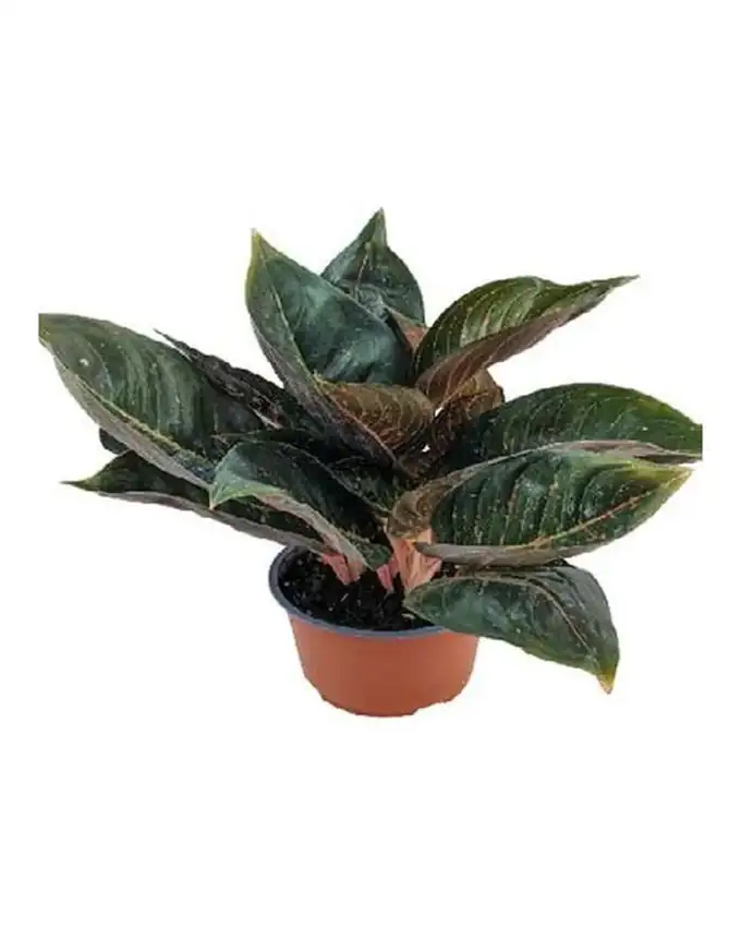 Croton