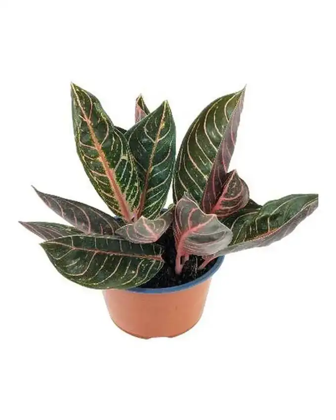 Croton Rayado