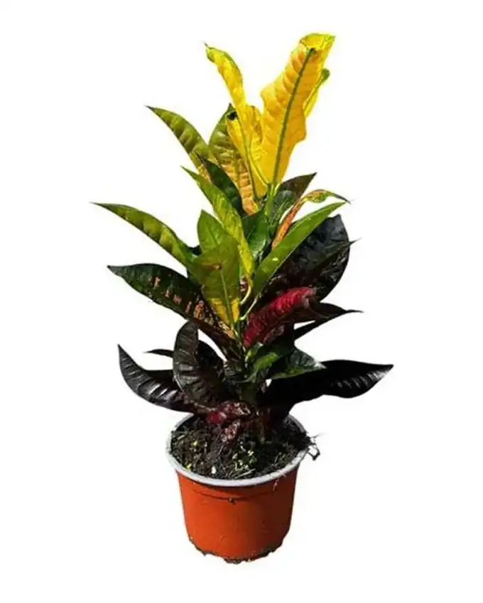 Croton Icestone