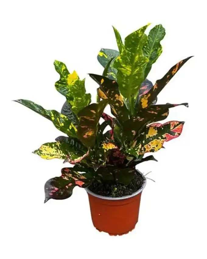 Croton Magnificent