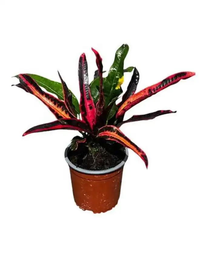 Croton Zanzibar